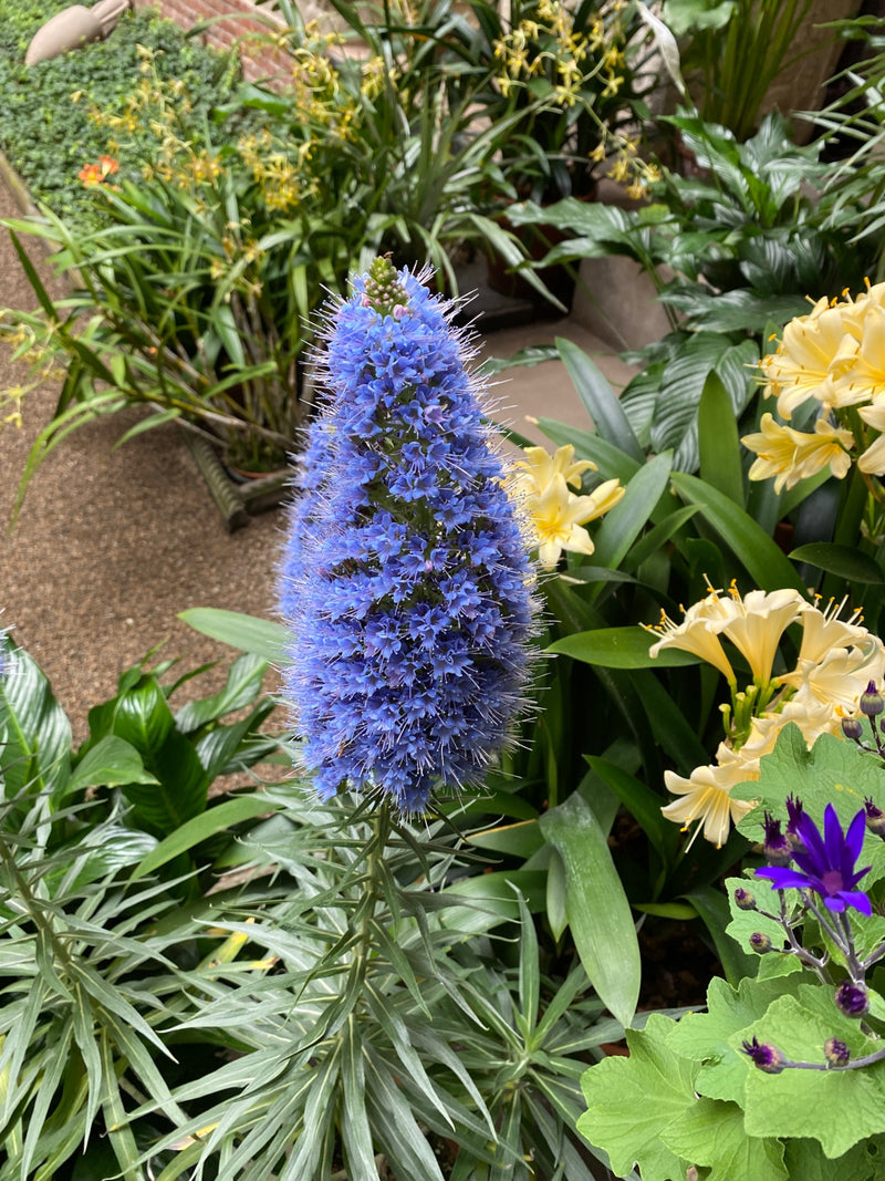 Im Zentrum steht der prächtige, blau blühende Blütenstand des Stolz von Madeira, umgeben von grünem Laub. Die kegelförmige Blüte ragt deutlich aus der umgebe...