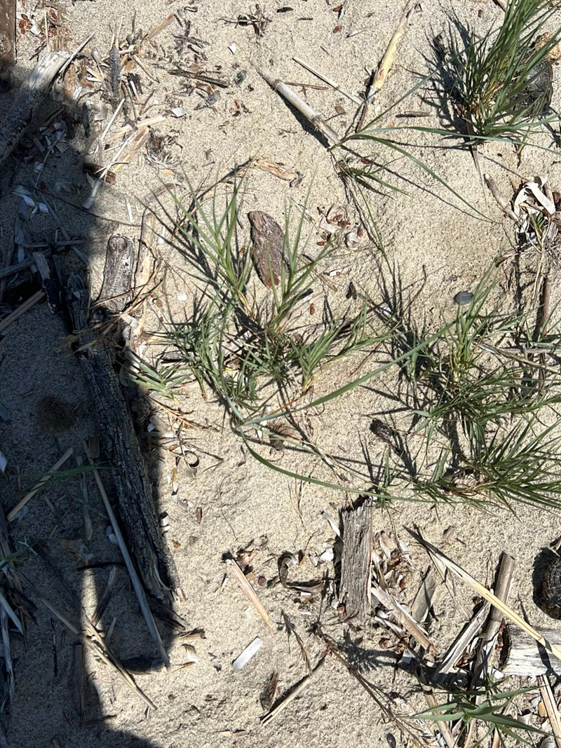 Auf dem Bild ist Strandhafer zu sehen, der in sandigem Boden wächst. Umgeben ist das Gras von kleinen Holzstückchen und Muschelresten.