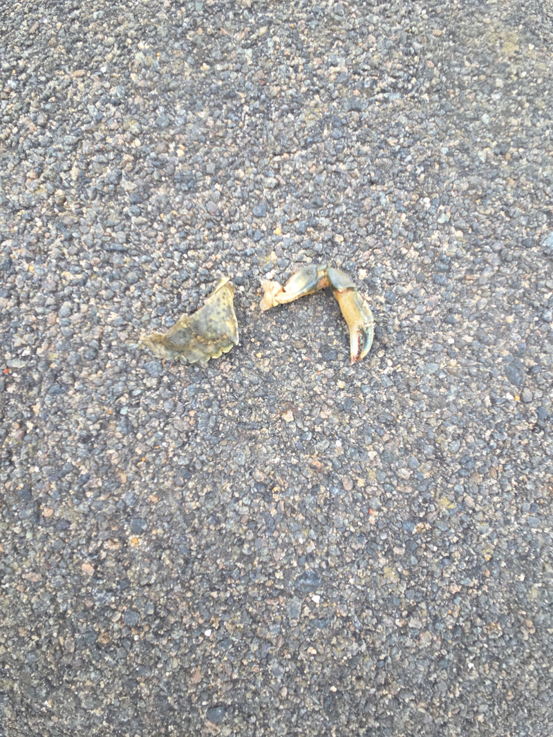 Strandkrabbe — Bild 1 von 3