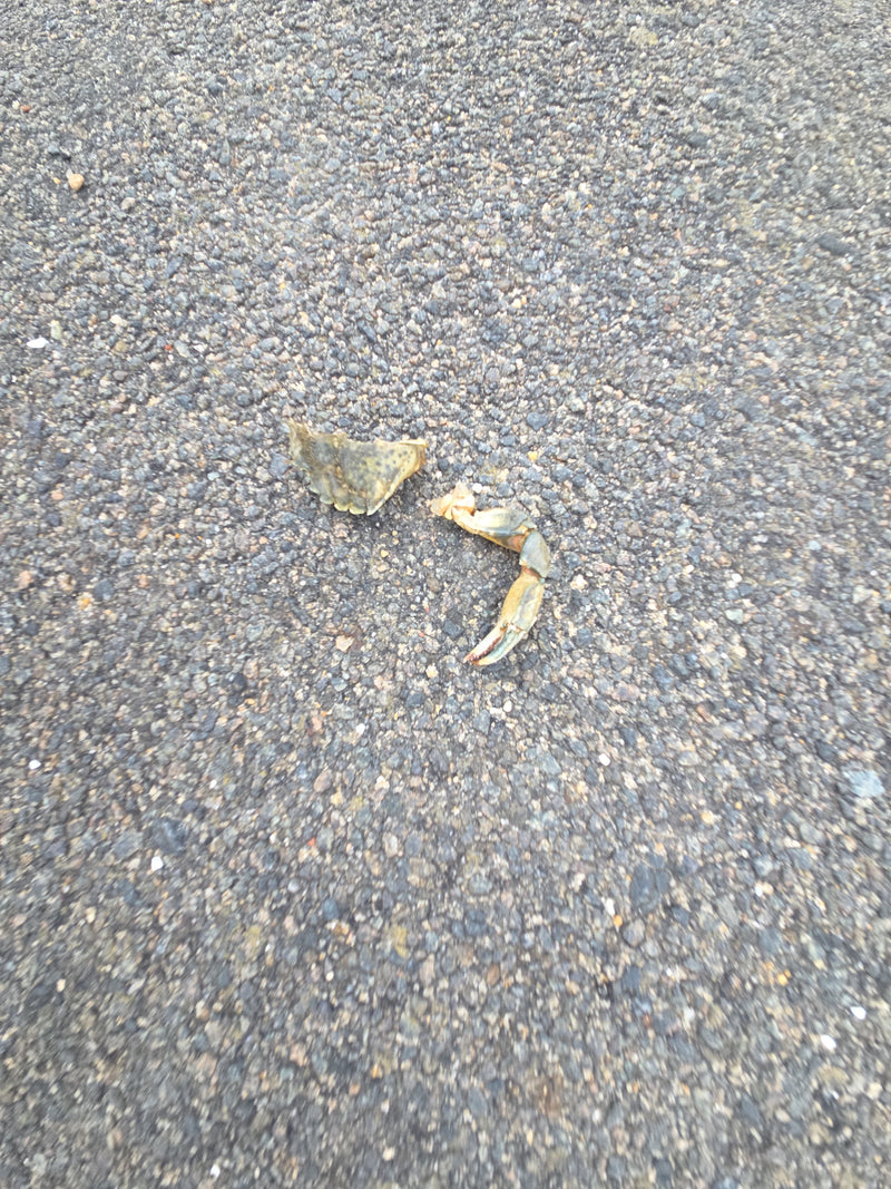 Strandkrabbe — Bild 2 von 3
