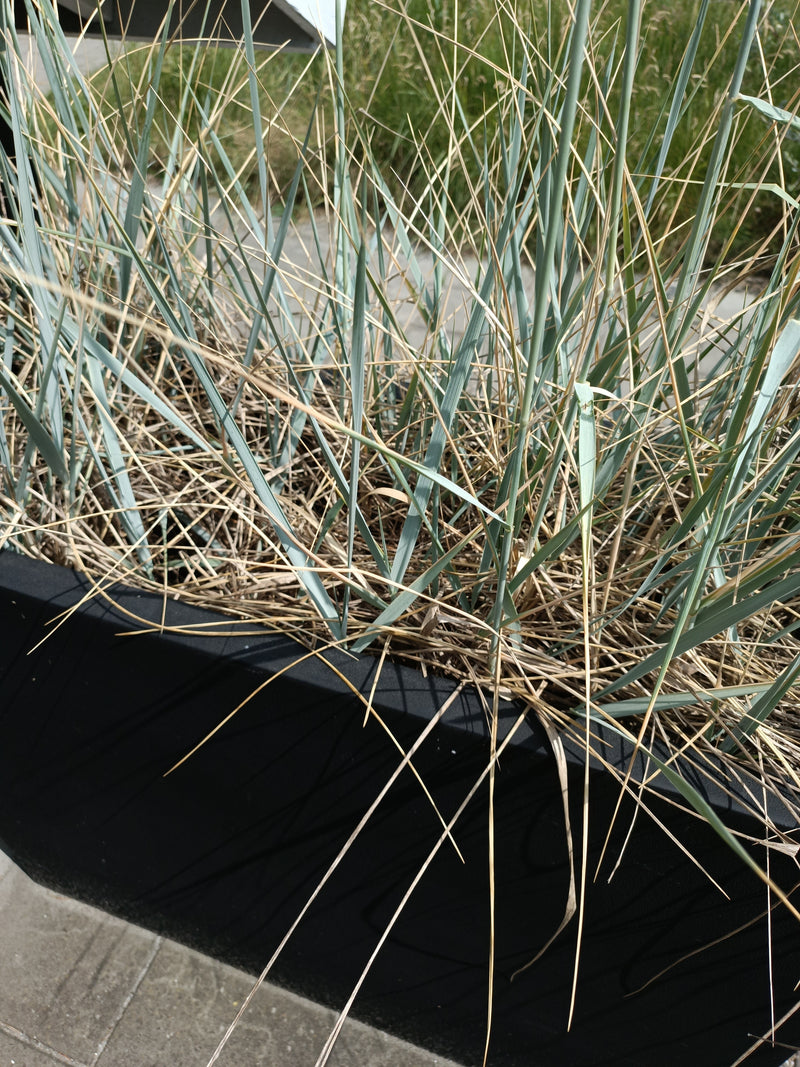 Strandroggen — Bild 1 von 1
