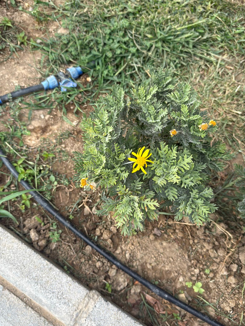 Strauch-Euryops — Bild 1 von 1