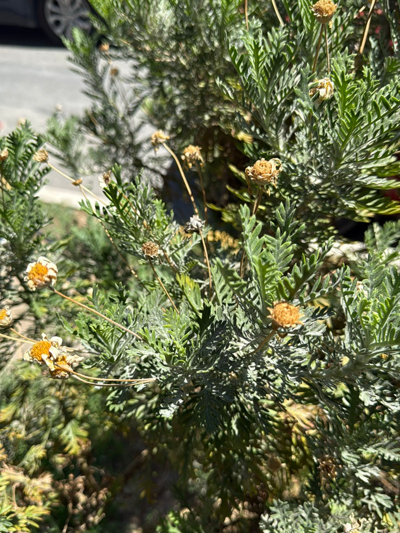 Auf dem Bild ist eine Strauchmargerite mit ihren typischen, gefiederten Blättern und einigen verblühten Blütenköpfen zu sehen. Die Pflanze wächst im Freien.