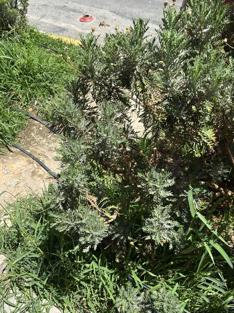 Das Bild zeigt eine Strauchmargerite mit typisch gefiederten Blättern, wachsend an einem Wegrand. Die Pflanze steht im Freien in der Sonne.