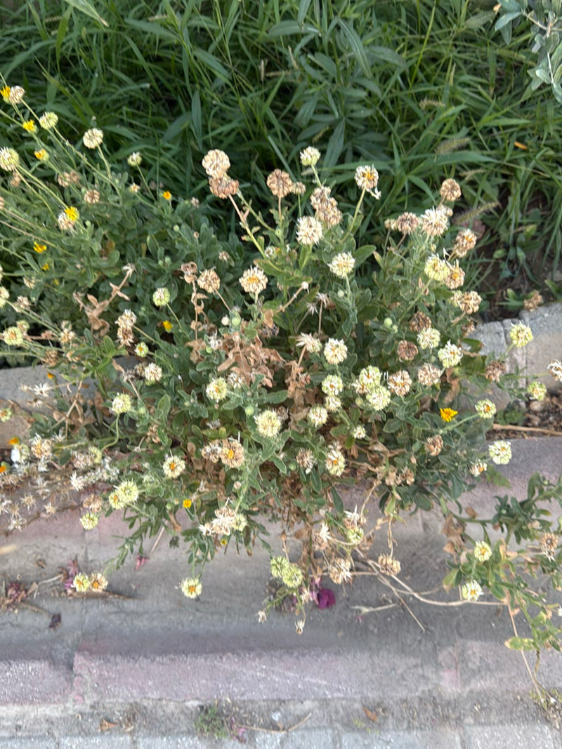Zu sehen ist eine Strauchmargerite mit zahlreichen kleinen Blüten und grünem Laub. Die Pflanze wächst in einer Umgebung mit Steinplatten und anderem Grün.