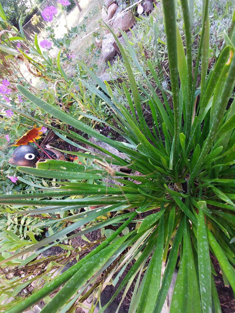 Streckerspinne — Bild 1 von 3