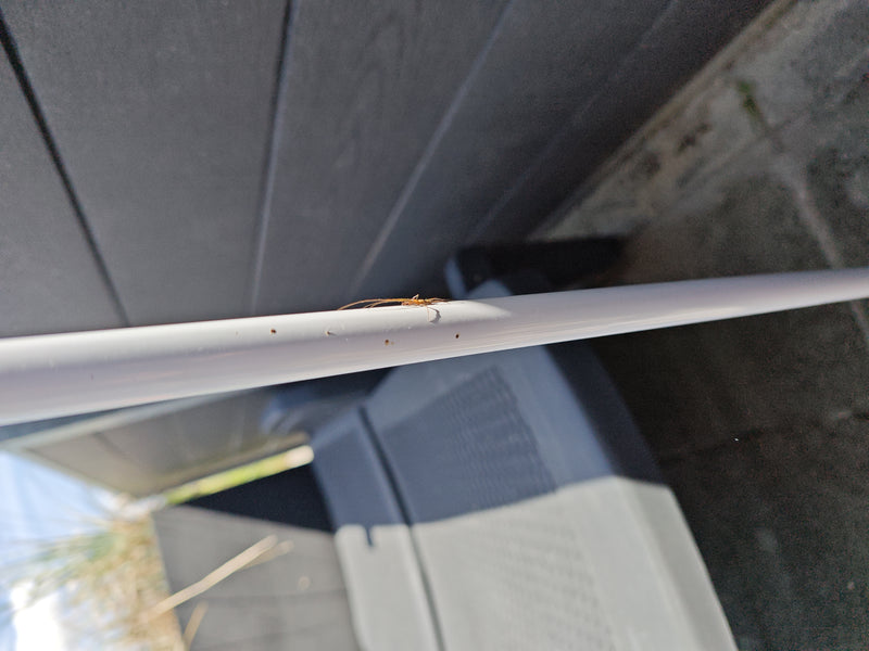 Streckerspinne — Bild 3 von 3