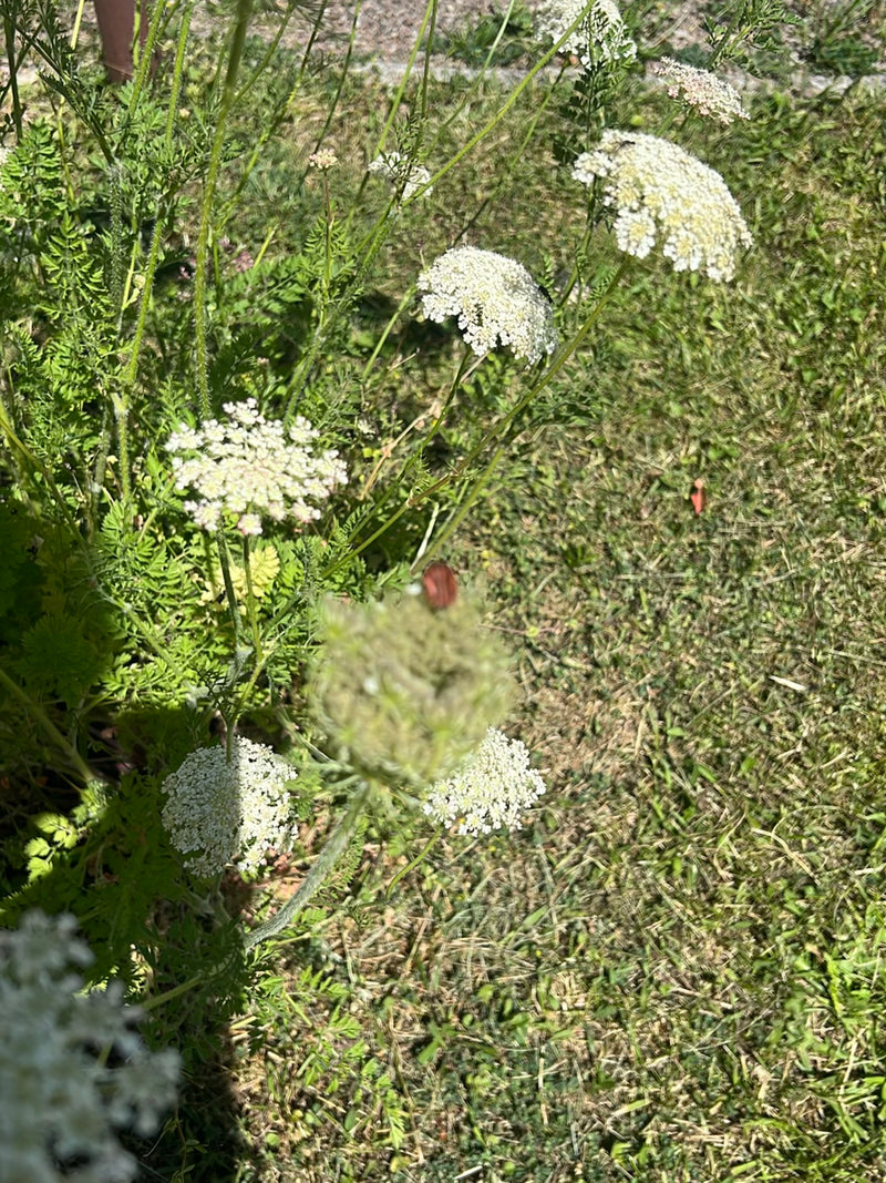 Streifenwanze — Bild 3 von 17