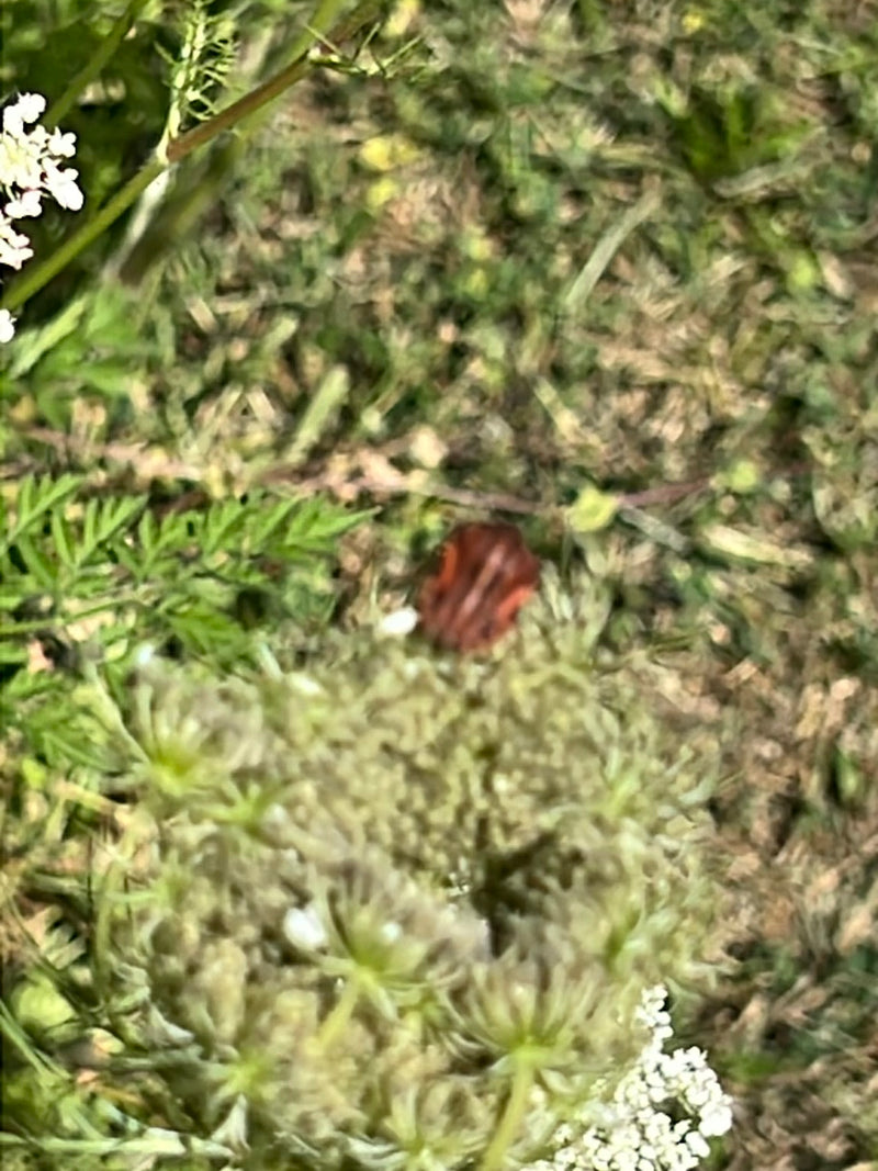 Streifenwanze — Bild 4 von 17