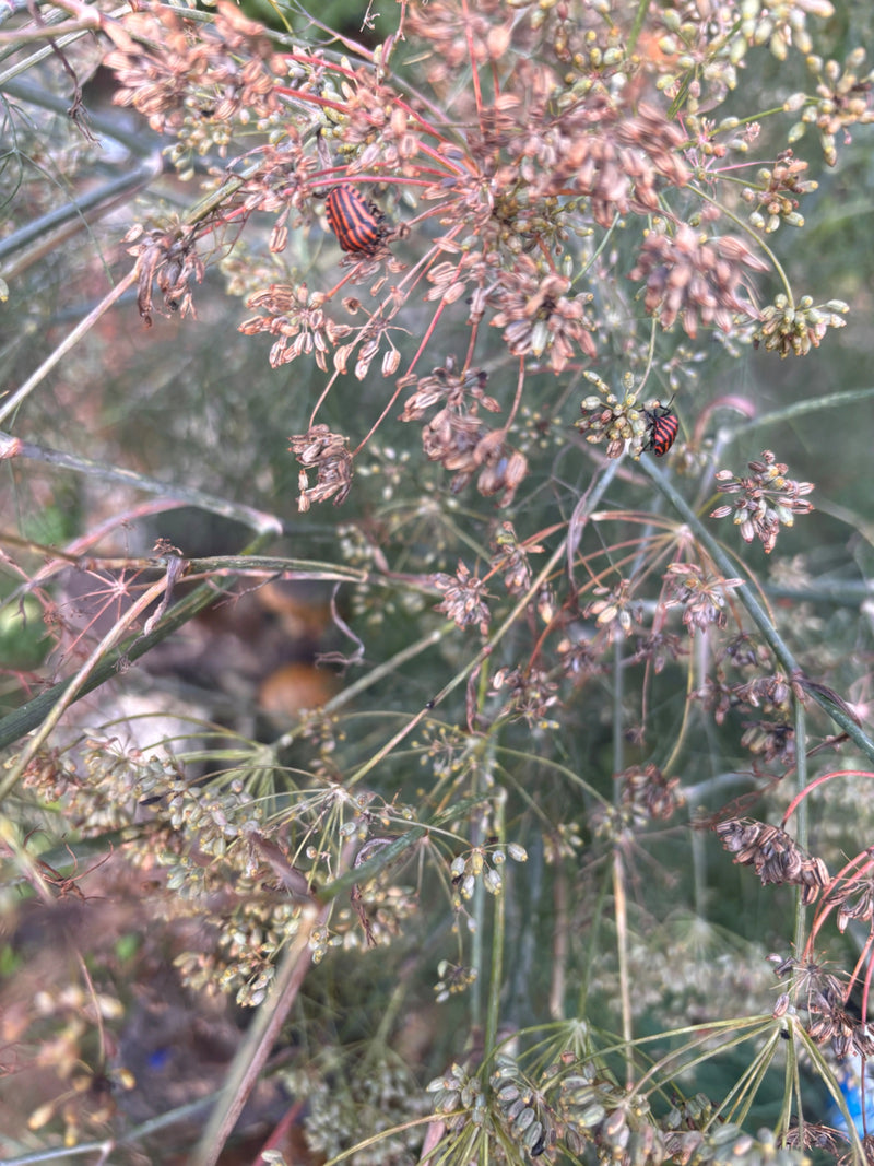 Streifenwanze — Bild 3 von 10
