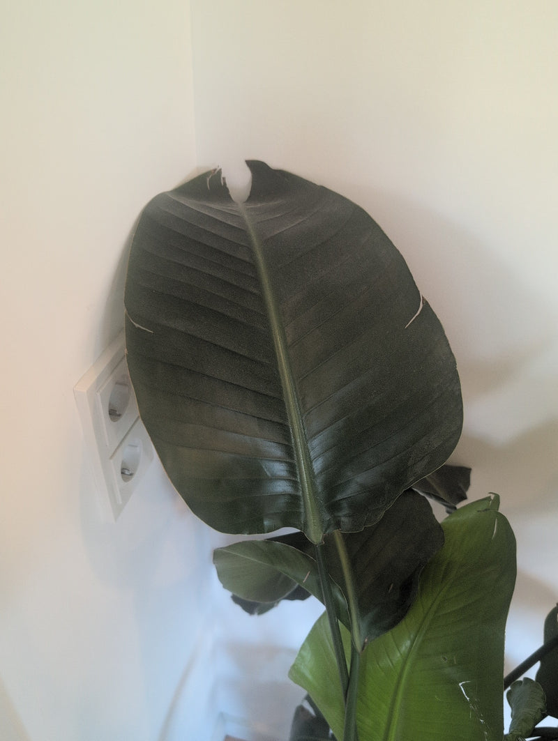 Zu sehen ist ein großes, dunkelgrünes Blatt einer Strelitzie vor einer weißen Zimmerwand. Die markante Mittelrippe und typische Blattform sind deutlich erken...