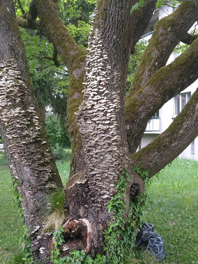 Zahlreiche Fruchtkörper der Striegeligen Tramete bedecken dicht den Stamm und die Äste eines alten Laubbaums. Die Pilze wachsen dachziegelartig übereinander.