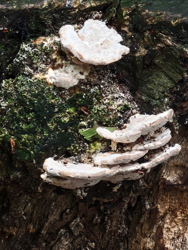Mehrere helle Fruchtkörper der Striegeligen Tramete wachsen an einem moosigen Baumstumpf. Die Hutoberflächen sind zottig bis striegelig behaart.