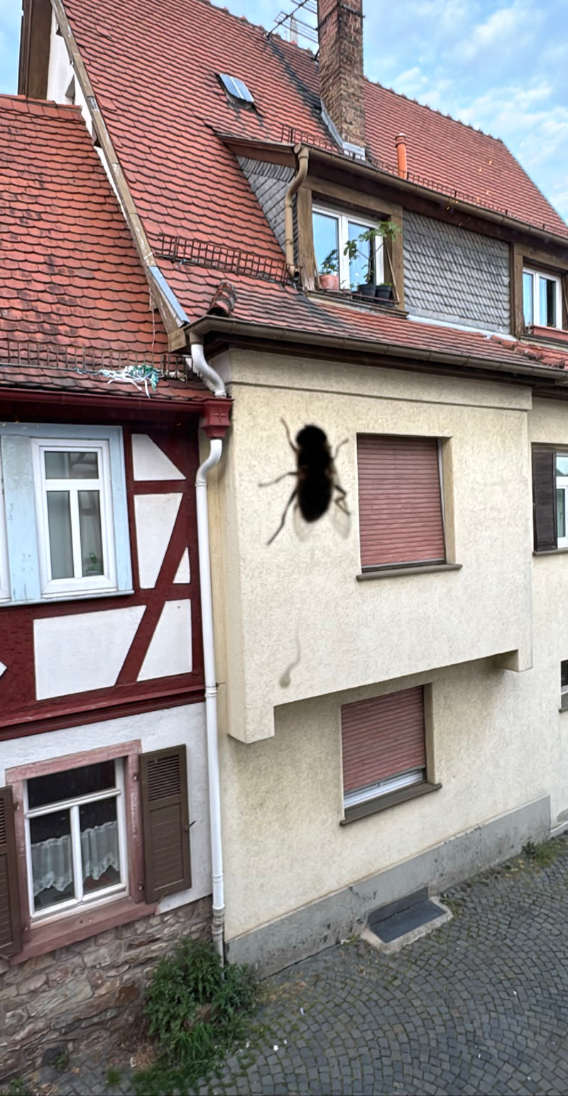 Eine Große Stubenfliege fliegt vor einer Hausfassade. Das Tier ist nah und als dunkle Silhouette unscharf erkennbar.
