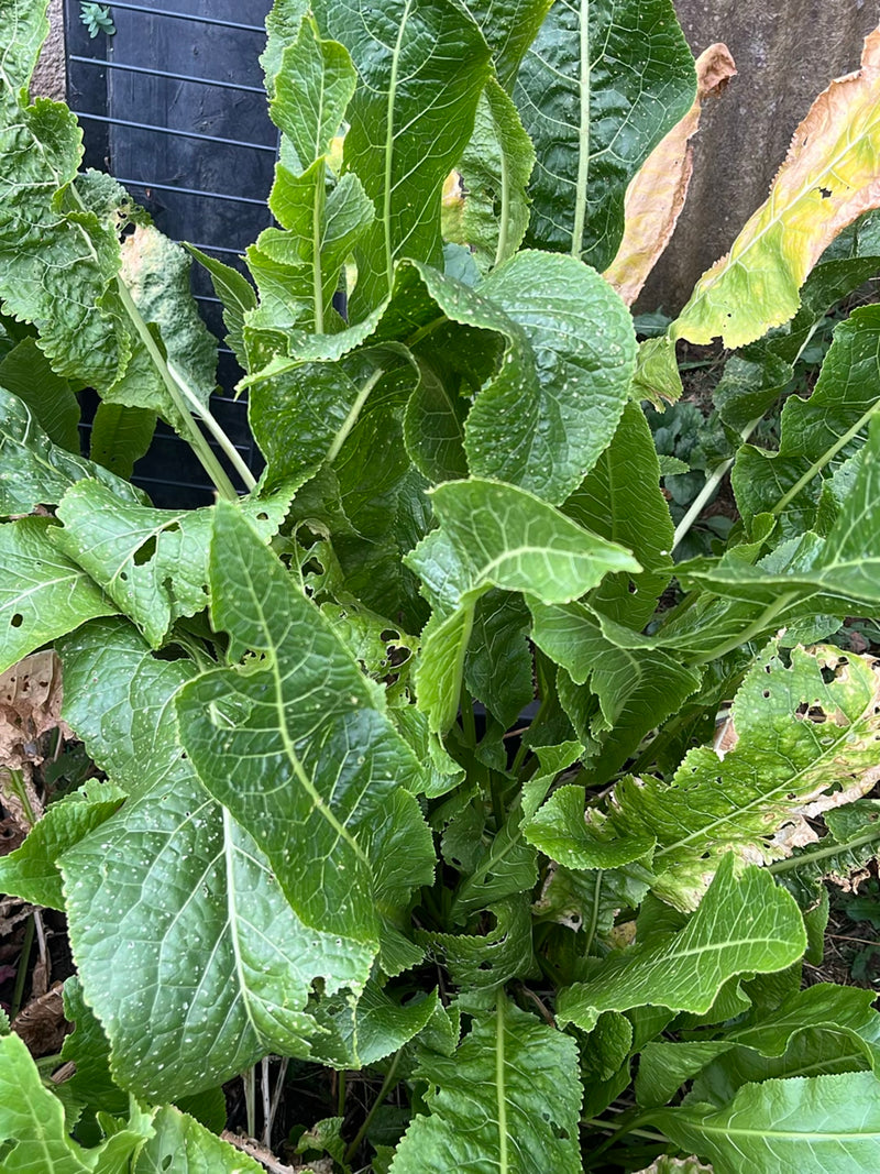 Stumpfblättriger Ampfer — Bild 4 von 18