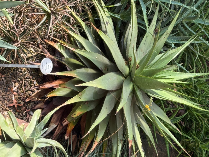 Sukotrina-Aloe — Bild 1 von 1