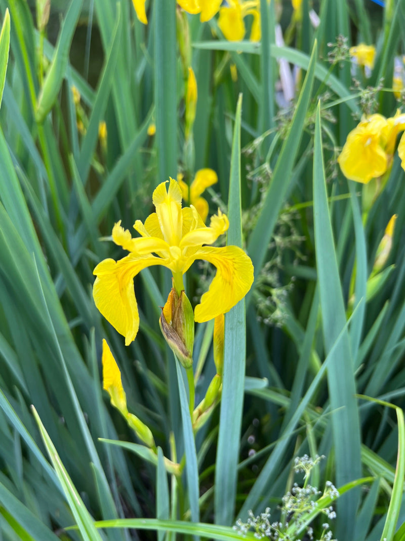Sumpf-Schwertlilie — Bild 1 von 1