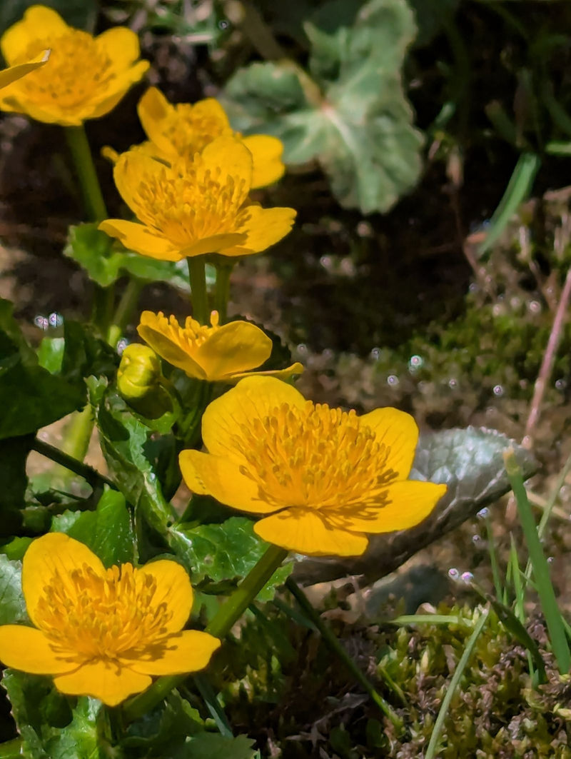 Sumpfdotterblume — Bild 3 von 11