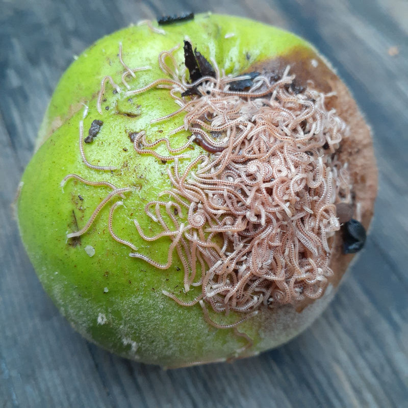 Zahlreiche Tüpfeltausendfüße drängen sich auf einem faulenden Apfel und fressen an der beschädigten Frucht. Die schlanken, hellen Tiere sind auf der grünen S...