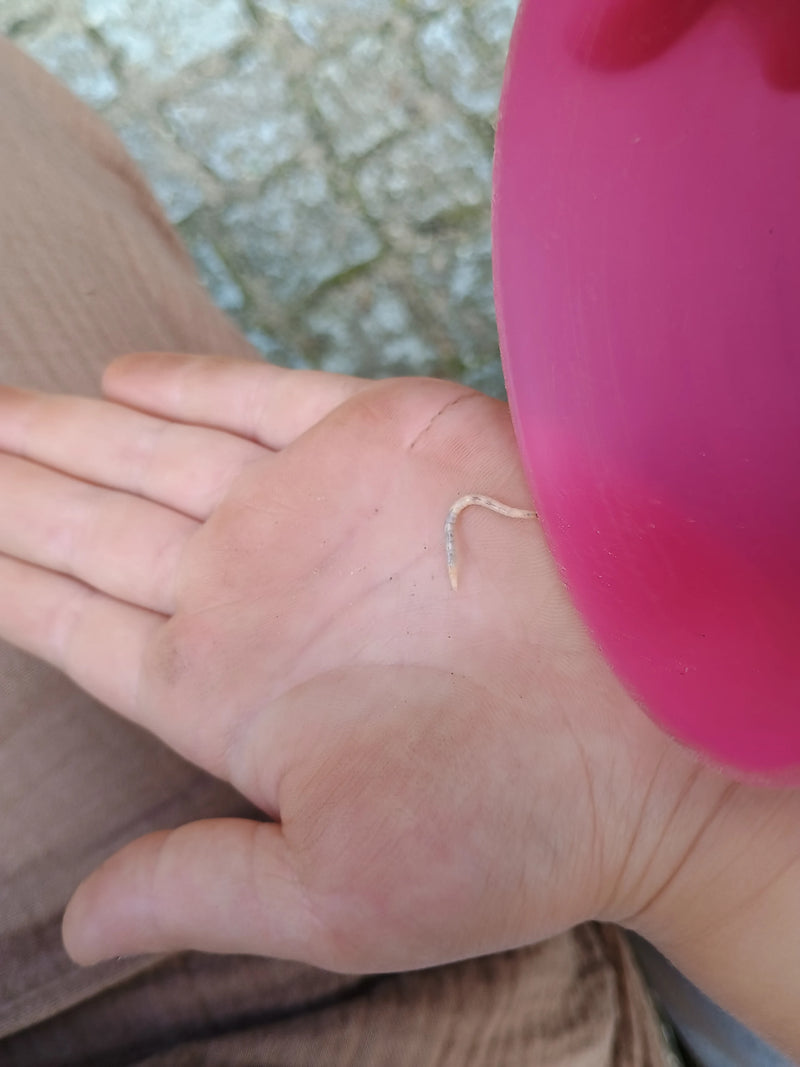 Auf der Aufnahme ist ein Tüpfeltausendfuß zu sehen, der auf einer menschlichen Handfläche liegt. Daneben befindet sich der Rand eines pinken Gegenstands.