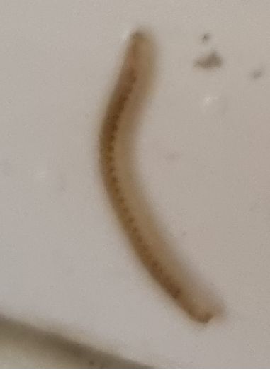 Auf einer hellen Oberfläche liegt ein schlanker, wurmförmiger Tüpfeltausendfuß mit erkennbaren Punktzeichnungen an den Seiten.