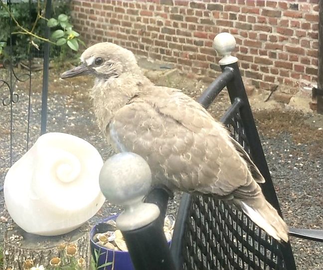 Eine junge Türkentaube sitzt auf der Lehne eines Stuhls im Garten. Im Hintergrund ist eine Ziegelmauer zu sehen.