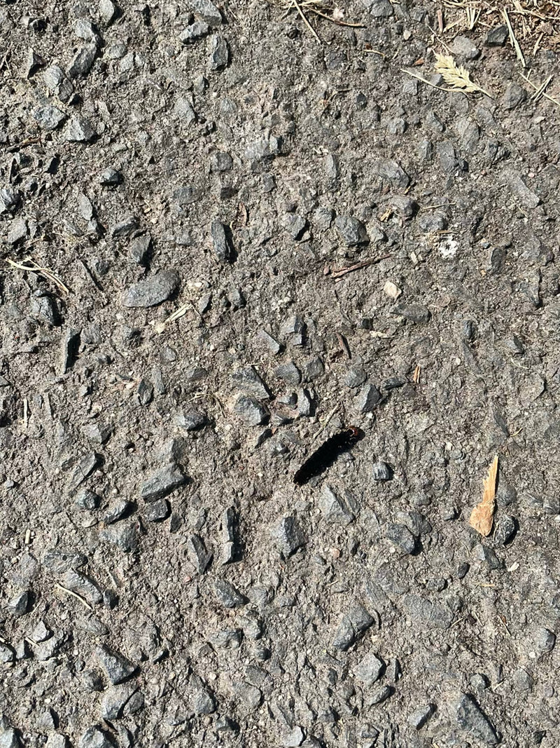 Eine kleine dunkle Raupe kriecht über einen steinigen Asphaltboden. Es handelt sich um ein Jugendstadium des Tagpfauenauges.