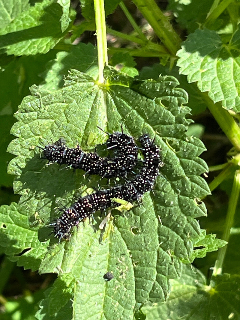 Mehrere schwarze, stachelige Raupen des Tagpfauenauges sitzen gemeinsam auf der Oberseite eines grünen Brennnesselblatts.