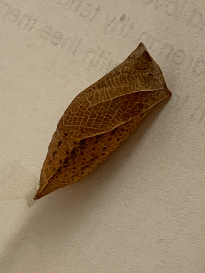 Eine braune Schmetterlingspuppe von Graphium agamemnon liegt auf hellem, bedrucktem Papier.
