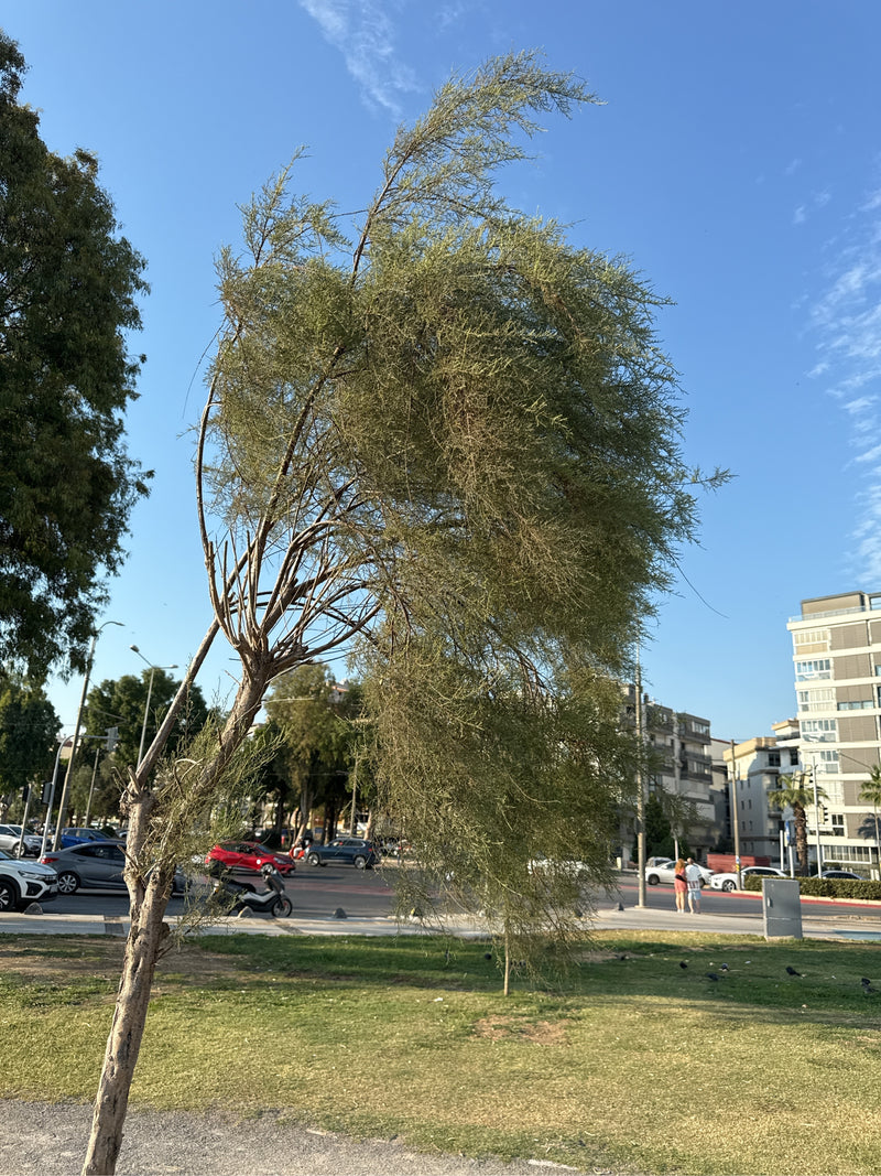Tamariske — Bild 3