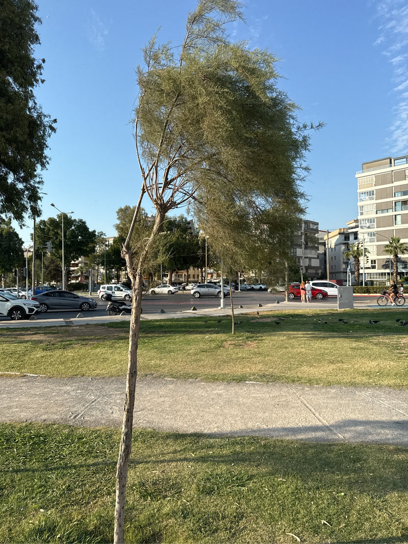 Tamariske — Bild 2