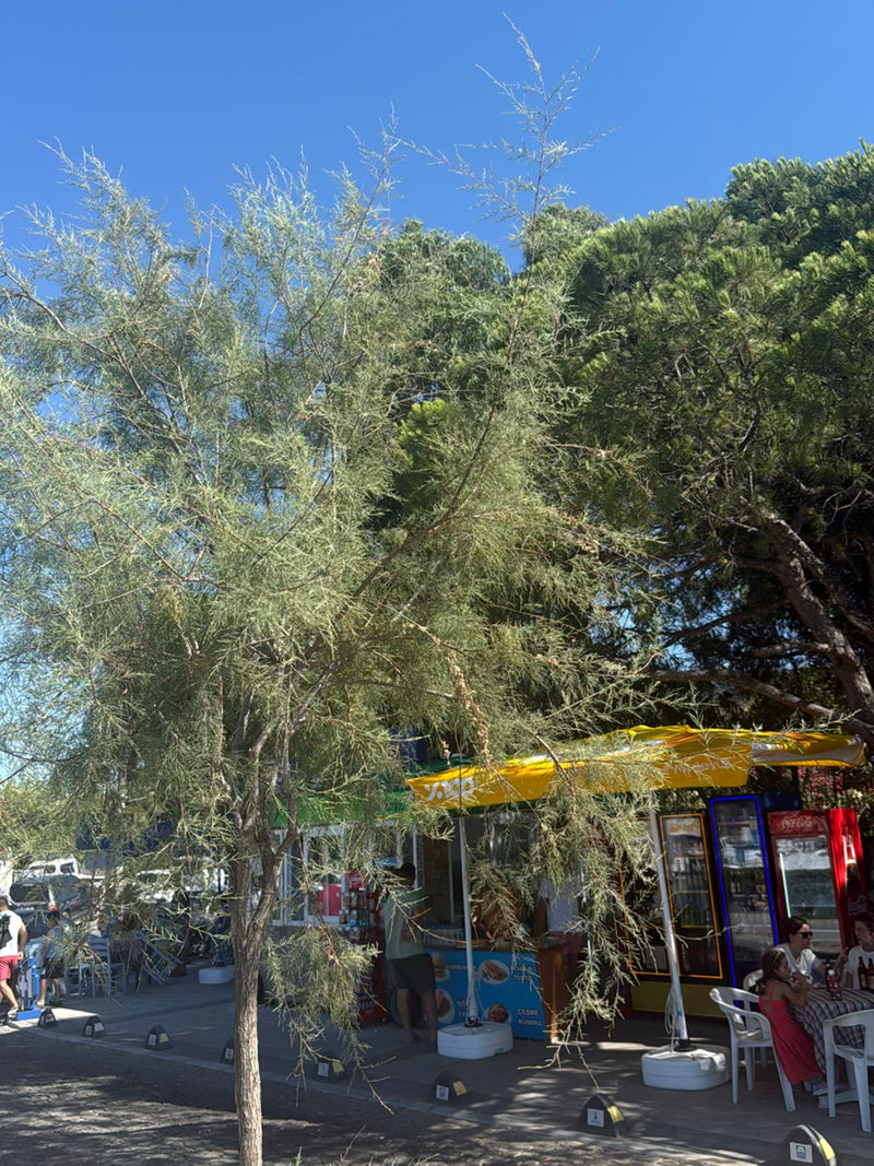 Tamariske — Bild 4