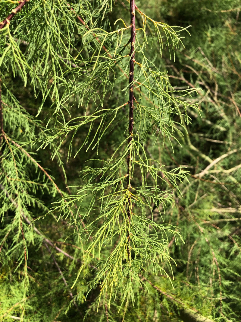 Tamariske — Bild 1
