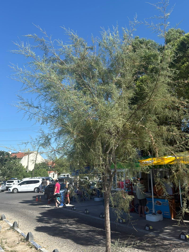Tamariske — Bild 5