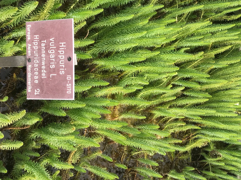 Tannenwedel — Bild 1 von 1