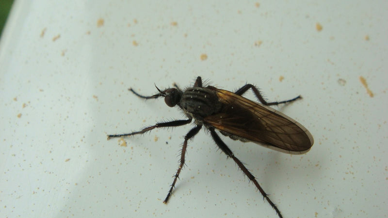Eine adulte Tanzfliege (Empis opaca) ruht auf einer hellen Oberfläche.
