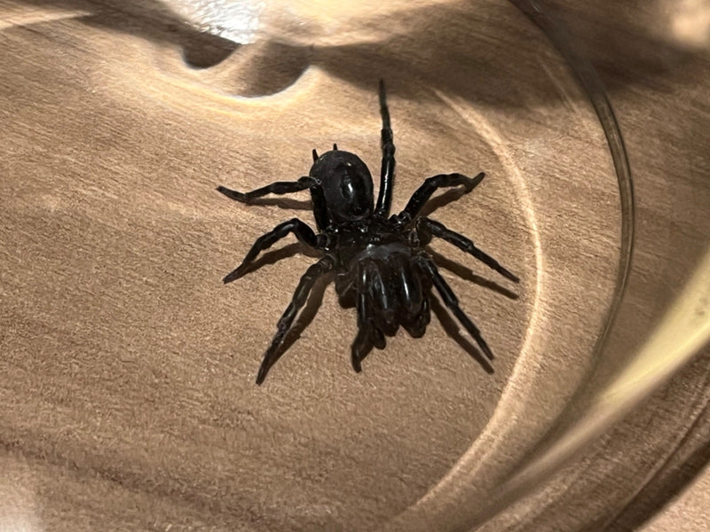 Tapezierspinne — Bild 1 von 1