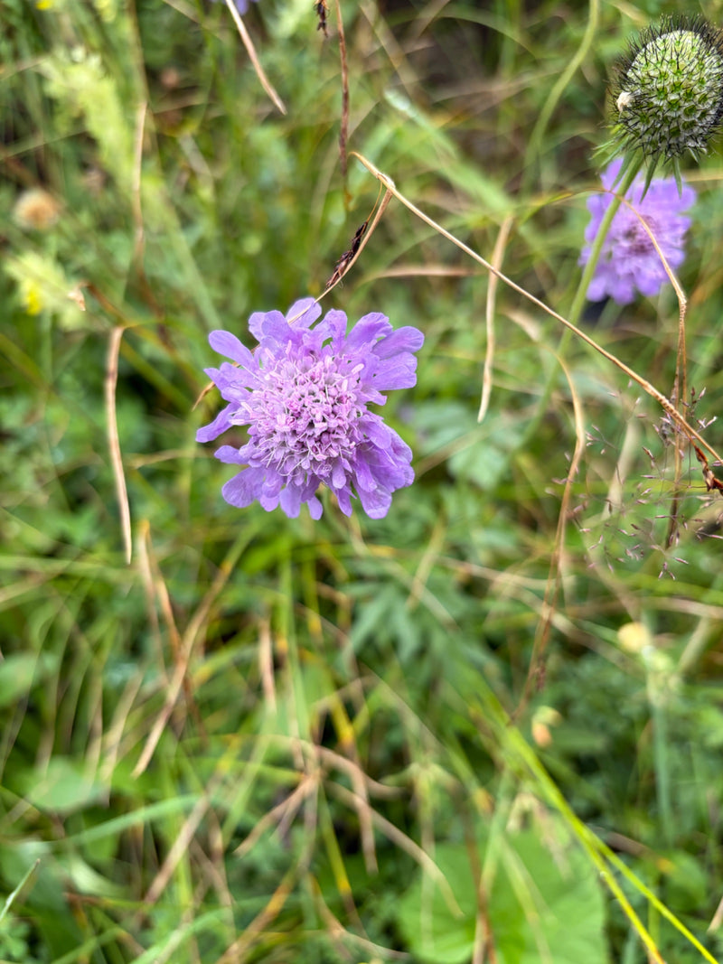 Zu sehen ist eine geöffnete, lilafarbene Blüte der Skabiose in einer Wiese. Umgeben ist sie von grünen Gräsern und weiteren Knospen.