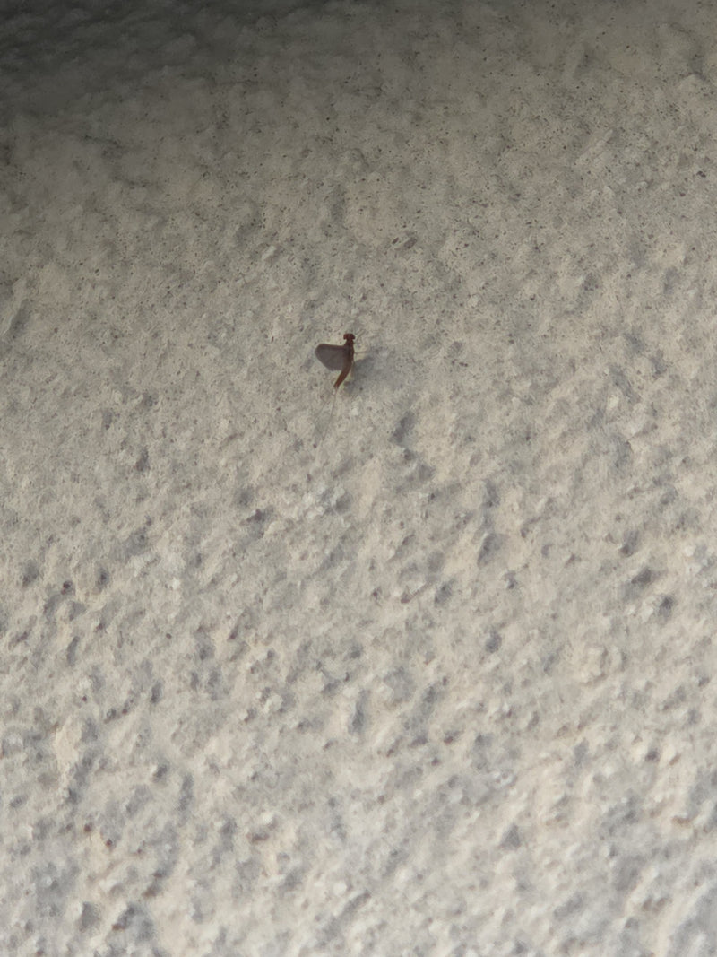 Eine kleine Teich-Eintagsfliege sitzt auf einer hellen, strukturierten Wand. Das Insekt ist weit entfernt aufgenommen und erscheint dadurch sehr klein.