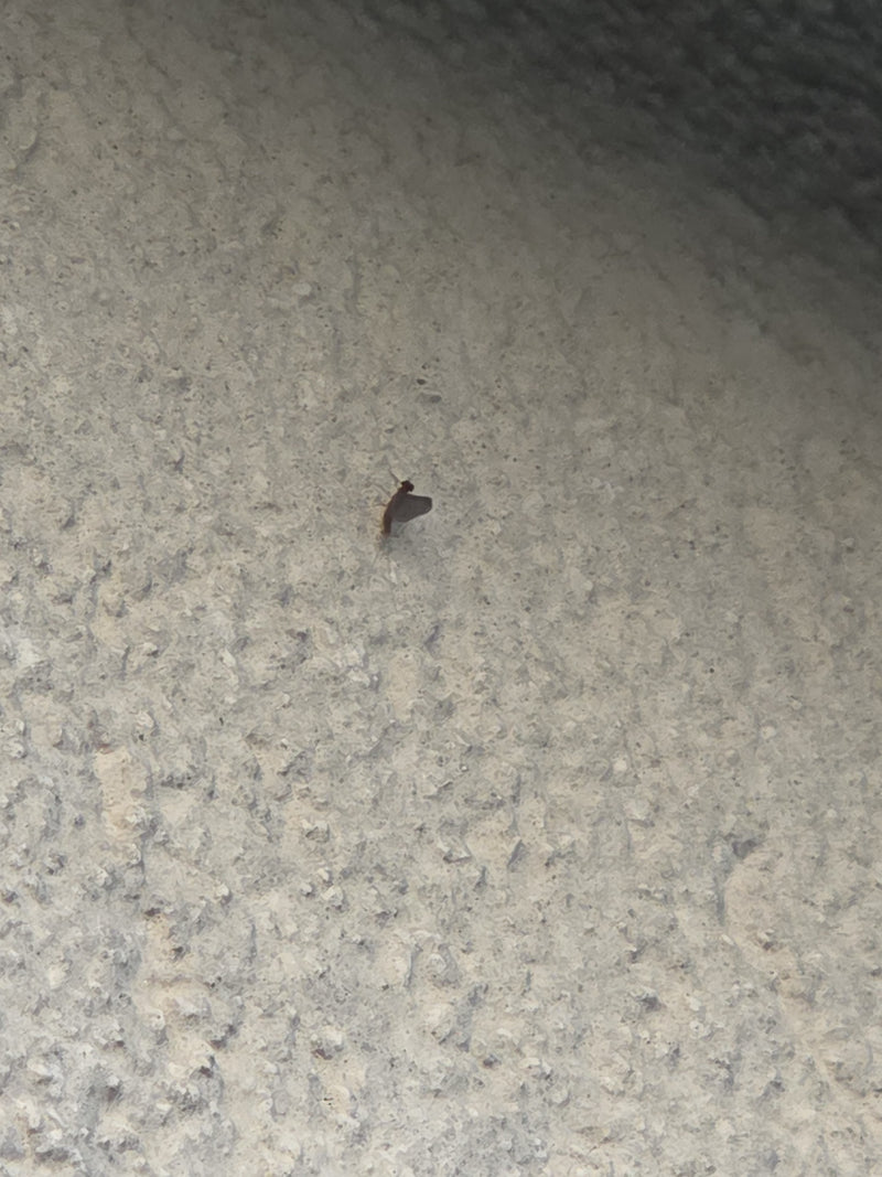 Auf dem Bild ist eine kleine Teich-Eintagsfliege zu sehen, die auf einer hellen Wand ruht.