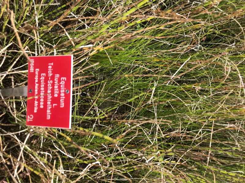 Teich-Schachtelhalm — Bild 1 von 1