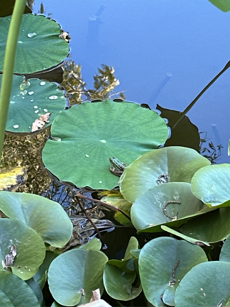 Teichfrosch — Bild 5