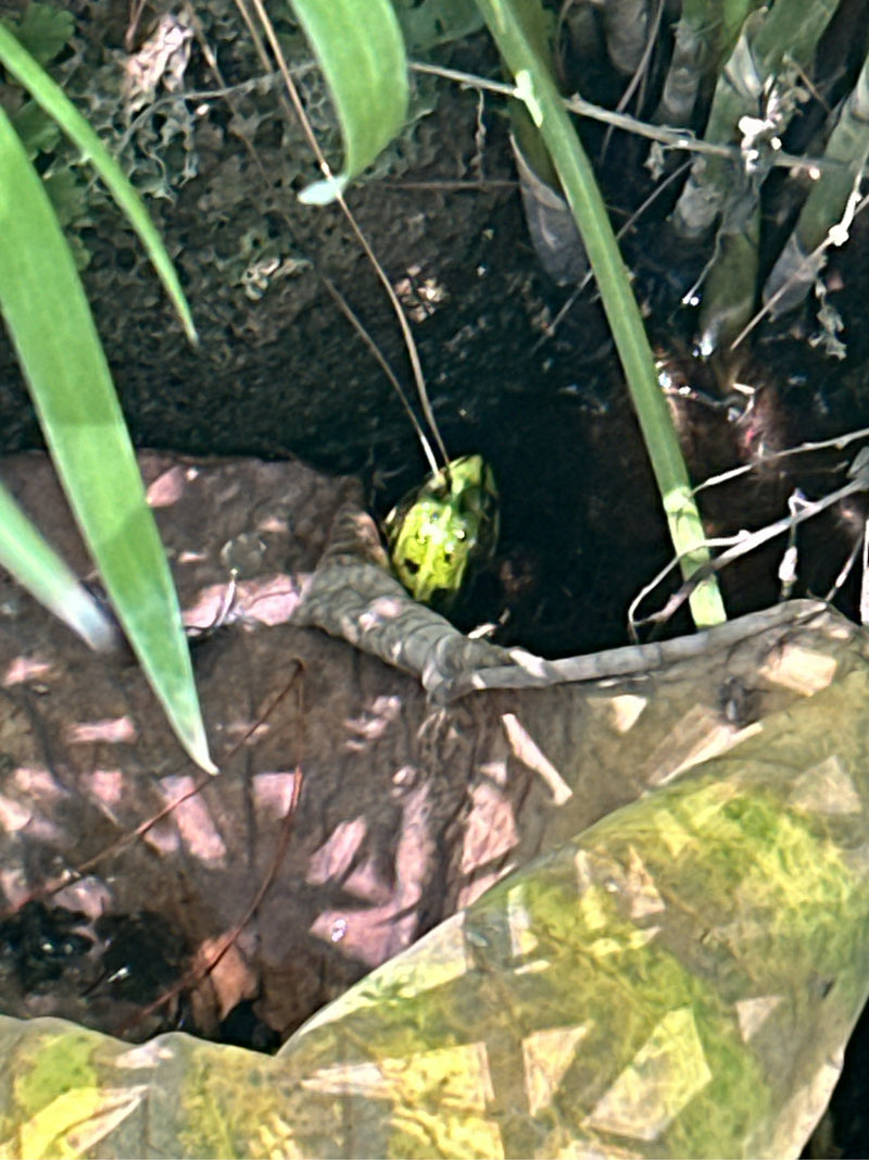 Teichfrosch — Bild 4