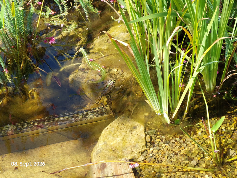 Teichfrosch — Bild 3