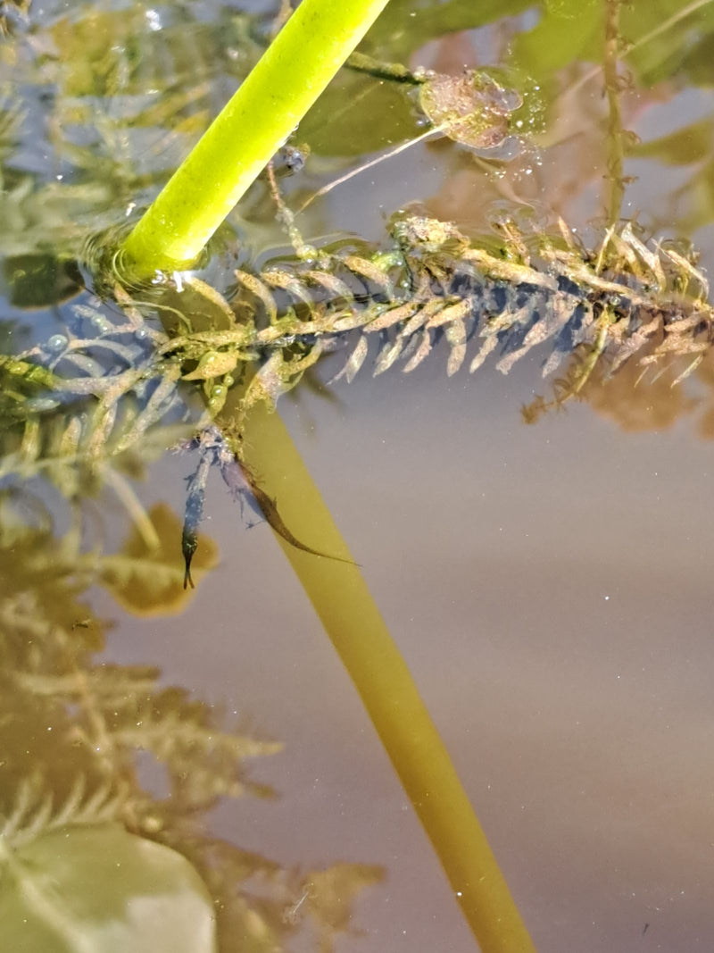 Teichmolch — Bild 2