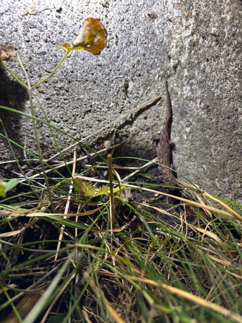 Teichmolch — Bild 1