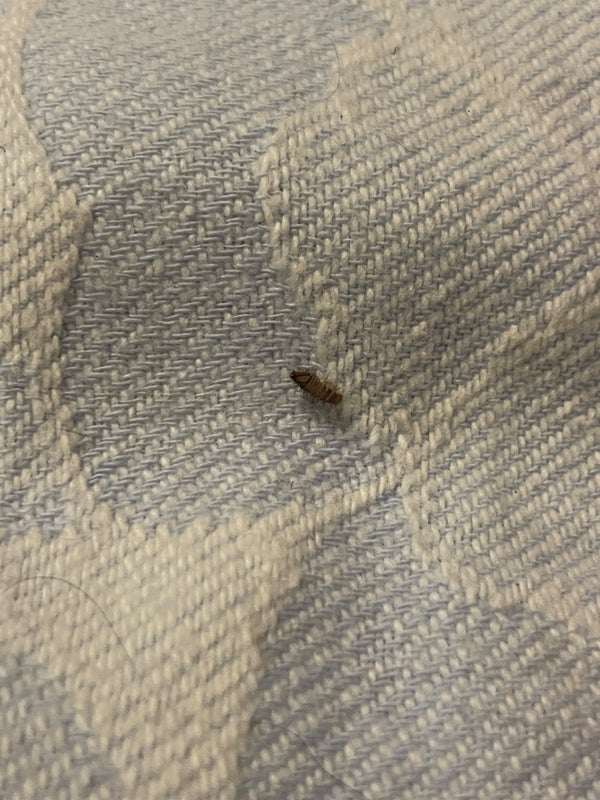 Nahaufnahme einer kleinen, borstigen Insektenlarve auf einer hellen, strukturierten Textiloberfläche.