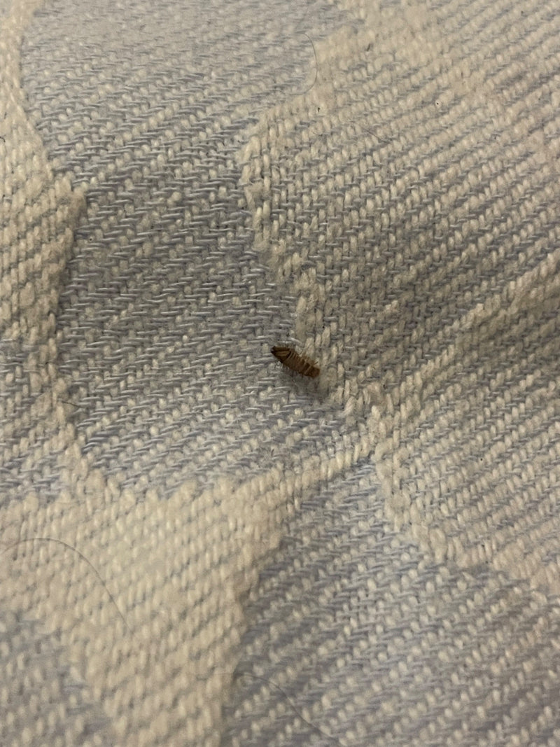 Nahaufnahme einer kleinen, borstigen Insektenlarve auf einer hellen, strukturierten Textiloberfläche.