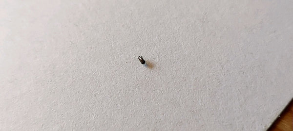Ein einzelner kleiner Teppichkäfer ruht auf einer weißen, strukturierten Papierfläche.