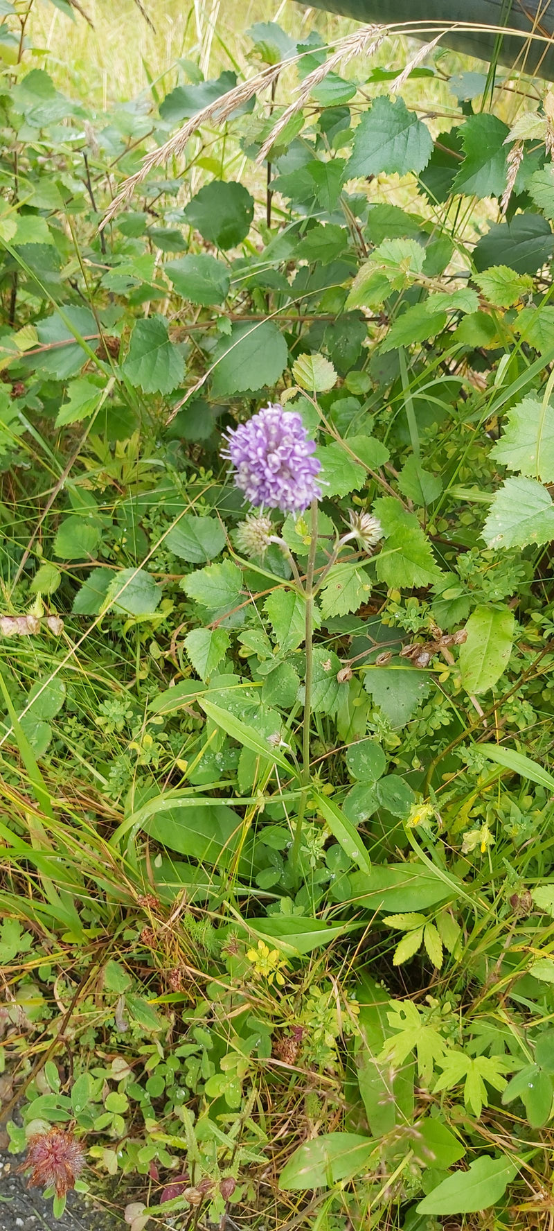 Teufelsabbiss — Bild 2 von 3